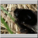 Bombus lapidarius - Steinhummel koenigin 02.jpg